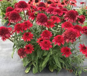 SUNNY DAYS™ Ruby Coneflower, Echinacea, Echinacea 'TNECHSDL'